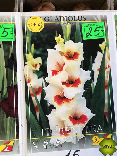 ГЛАДИОЛУС FLORENTINA (№15) 1 луковица