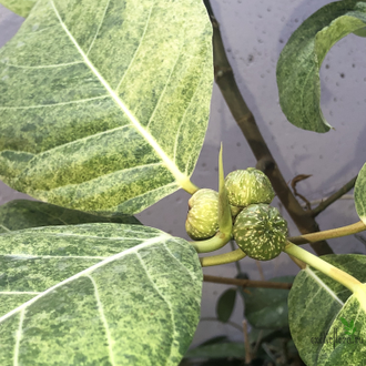 Ficus septica "gold splash" / фикус септика голд сплеш