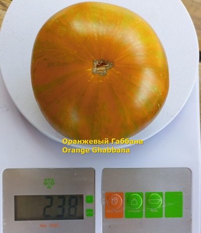Томат Оранжевый Габбана (Orange Ghabbana), США