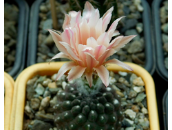 Thelocephala malleolata JN 691 - 10 семян