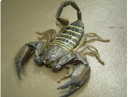 Плоскотелый скорпион (Hadogenes troglodytes)