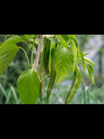 Перец острый Чили Слон (Elephant pepper)