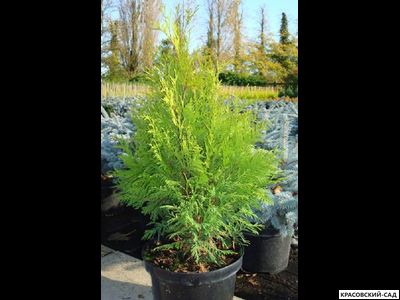 Туя Санкист - Sunkist