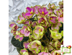 ЛЕ-Ярита (Е.Лебецкая) 2016 г.