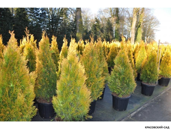 Туя Еллоу Риббон - Yellow Ribbon