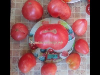 Томат Минусинский властелин