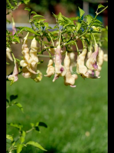 Перец острый Aji Confusion (Ахи Конфуз), 10 шт