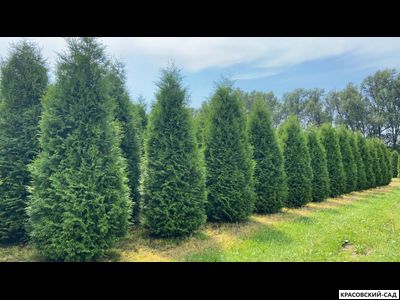 Туя Кинг Брабант 5 метров