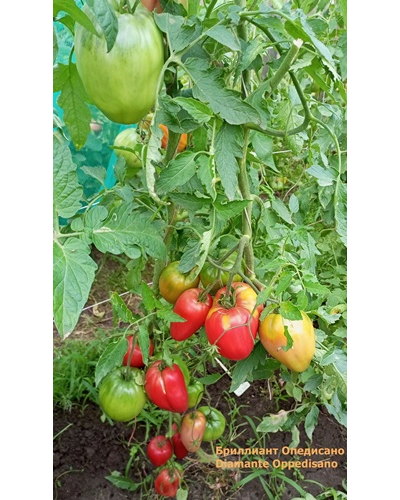 Томат Бриллиант Оппедисано (Diamante Oppedisano)