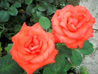 Сателлит (satellite)   Ч/Г, Delbard