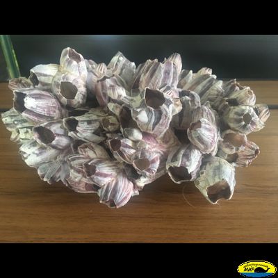 Барнаклс 11-12"