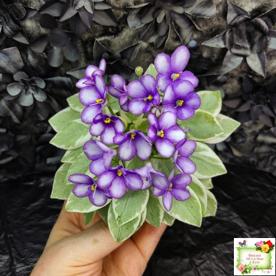 Rob's Lucky Penny (R.Robinson) (05/31/1997) листовая химера (пасынок сорт укоренённый)