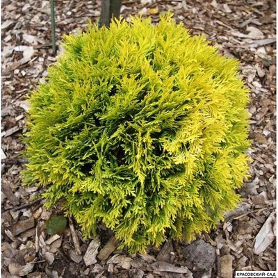 Туя Даника Ауреа - Danica Aurea