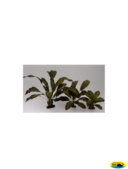 81008-13 Растение Эхинодорус Розеа