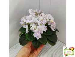 Mac's Southern Springtime (G.McDonald)