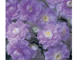 Geranium Summer Skyes