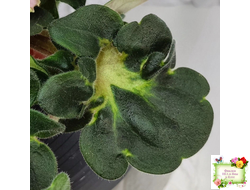 АВ-Капучино (Фиалковод) 2020 г. (лист укоренённый)