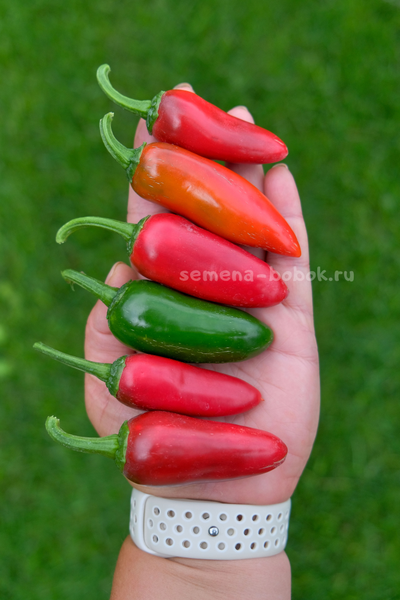 Перец острый Jalapeno Craig's Grande (Халапеньо Крейг Гранд), 10 шт