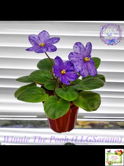 Winnie The Pooh (LLG/Sorano) (клакамас)