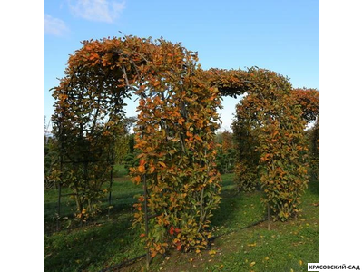 Арка из Ирги канадской - Amelanchier canadensis
