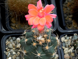 Submatucana paucicostata - 5 семян