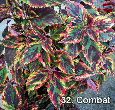 Колеус Combat