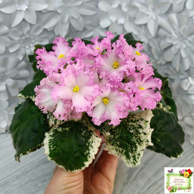 Nik-Обыкновенная Богиня (Н. Булко) 2023 г.