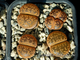 Lithops aucampiae (Kuruman form) C325 (MG) - 10 семян