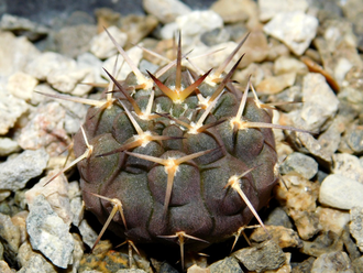 Gymnocalycium riojense VG-671 (D=25-30 mm)