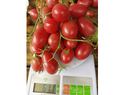 Томат Чио-чио-сан