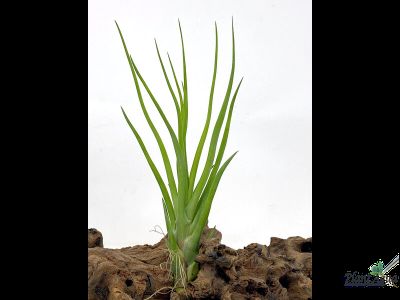 Тилландсия Brachycaulos x bulbosa