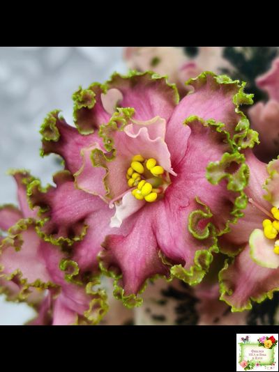 МТ-Пески Времени (М. Тотиева) 2022 г.