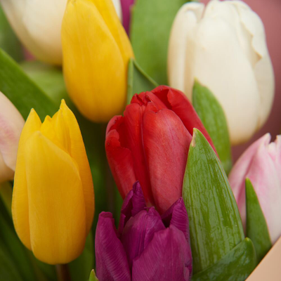 Букет 15 тюльпанов микс
