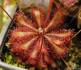 Drosera sp. Auyan Tepui