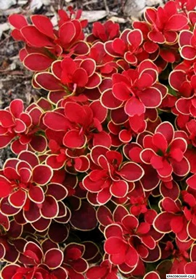 Барбарис Тунберга Руби Стар