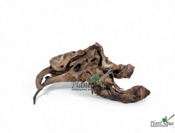 SwetAqua Chinese Sunken EXCLUSIVE 8035 (500x150x330 мм) - Натуральная коряга "Китайская затонувшая" EXCLUSIVE