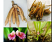 Имбирь китайский (Boesenbergia rotunda) - 100% натуральное эфирное масло