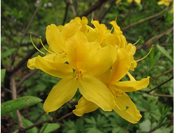 Азалия / Рододендрон желтый (Rhododendron luteum) абсолю (1 г)