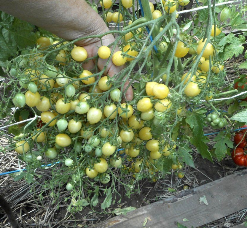 Семена томатов вишня барри