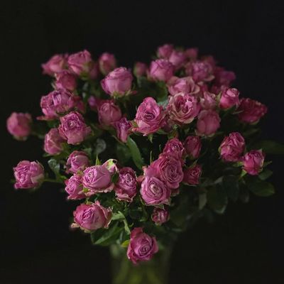 Кустовая роза 60 см. 15 шт.