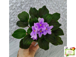 LV-Астемир (Л. Шевелева) 2025 г. трейлер (пестролистный клакамас)