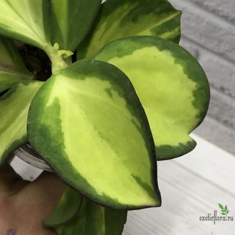 Hoya pachyclada variegated