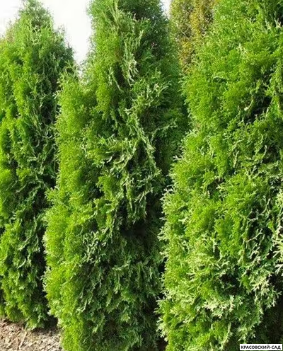 Туя Малониана