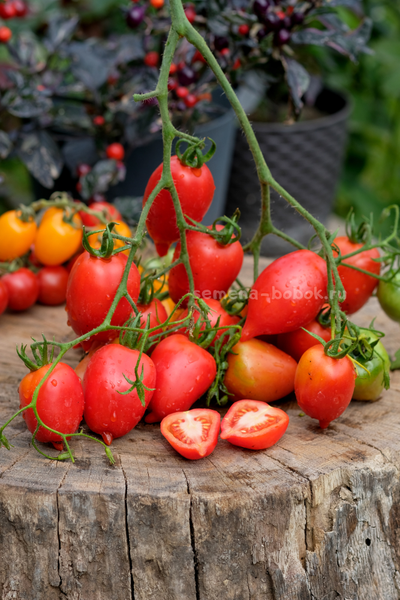 Томат Легенда Тарасенко, 10 шт