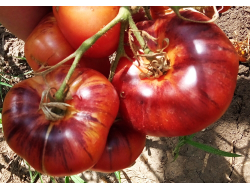 Томат Лазурный гигант (Azure Giant)