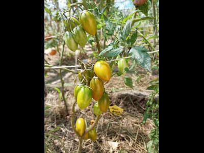 Томат Хаки полосатый