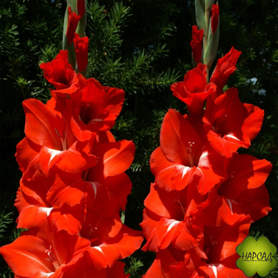 ЛУКОВИЦЫ ГЛАДИОЛУСОВ В АССОРТИМЕНТЕ КРУПНЫЙ РАЗБОР (В НАЛИЧИИ С 1 МАРТА 2024)