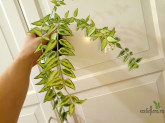 Hoya lanceolata ssp. bella Luis Buis (double variegata)