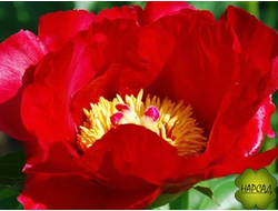 ПИОН "БЛЕЙЗ"