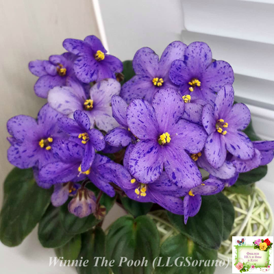 Winnie The Pooh (LLG/Sorano) (клакамас)